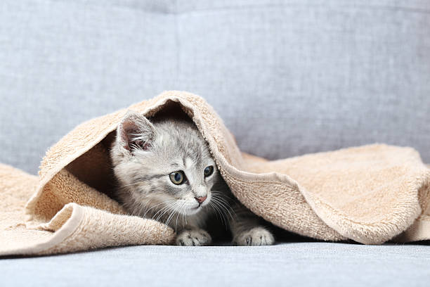 istock Beautiful little cat on a grey sofa 600155224