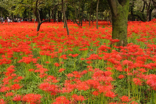 Forest of Red Spider Lilies