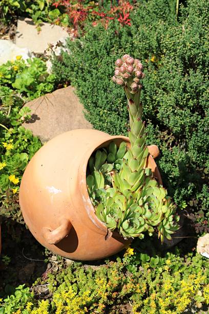 istock Sedum dendroideum in the garden 600155940