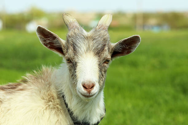 istock Goat on the green meadow, close up 600156854