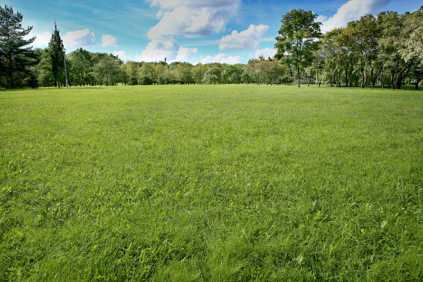 istock Summer landscape of grass and trees 600156964