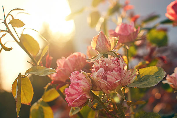 istock Pink Bourbon roses in the evening light 600157196
