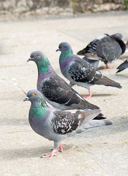 istock Pigeons in street 600157314