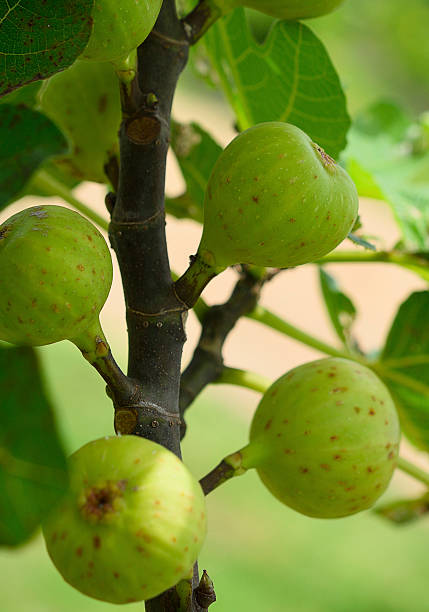 istock Figs on the branch of a fig tree 600157830