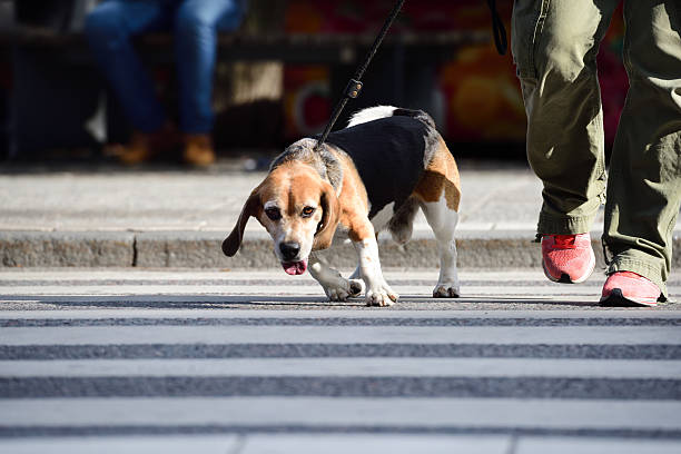 istock Man walking the dog in city 600158426