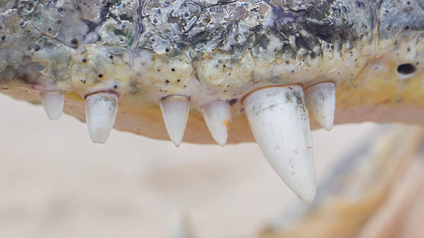 istock Close-up of crocodile teeth, upper jaw 600158788