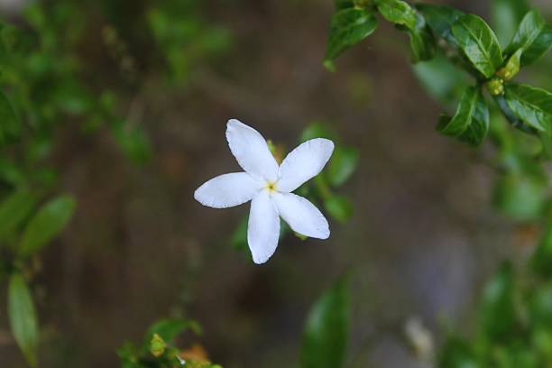 istock beautiful little leaves/ flowers 600161094