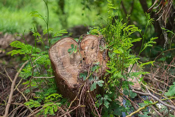 Photo of Cut Tree Heart  in the forest,Covered with plants.