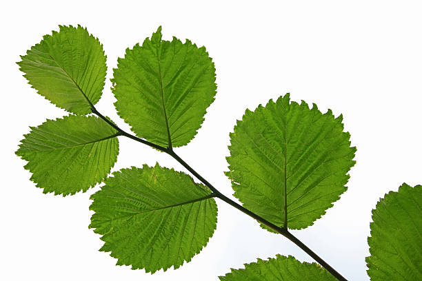 istock Green leaves on white background 600162720