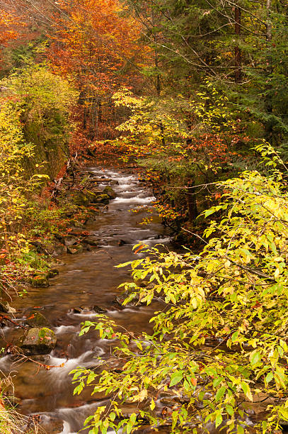 istock River in the autumn forest 600162898
