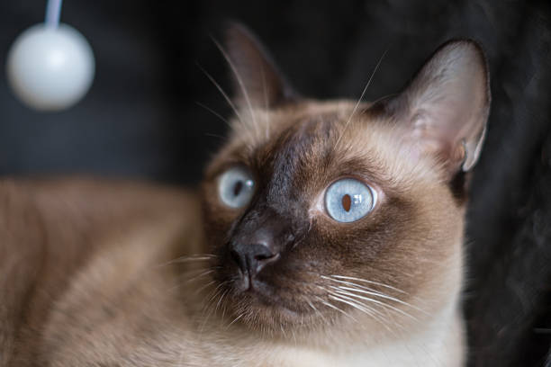 istock Asia,Thailand Cat  - (Selective focus) 600163072