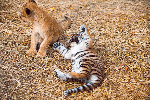 istock Tiger cubs playing after a good breakfast 600164616