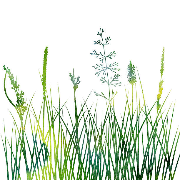 istock silhouettes of flowers and grass 600164706