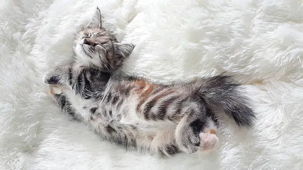 Photo of Kitten lying on a soft wool