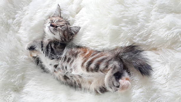 kitten lying on a soft wool - kabarık stok fotoğraflar ve resimler