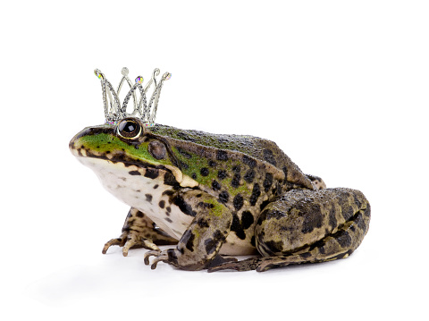 crown the frog isolated on a white background