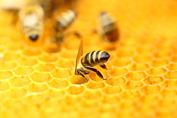 Honeybee stock photo