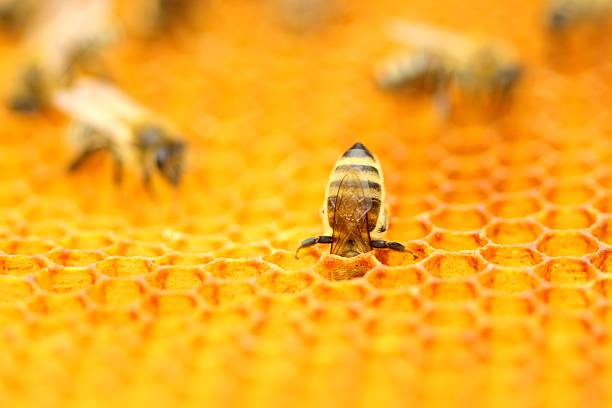 abejas en panal - honeyed fotografías e imágenes de stock