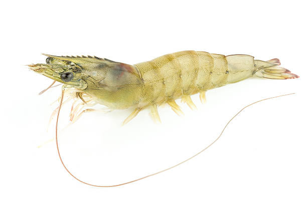 istock fresh Raw shrimp closeup isolated 600171826
