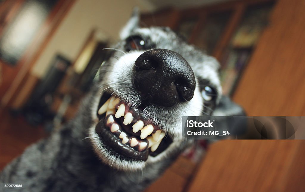 Grey shepherd grins in the house Dog Stock Photo