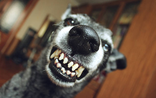 Grey shepherd grins in the house stock photo