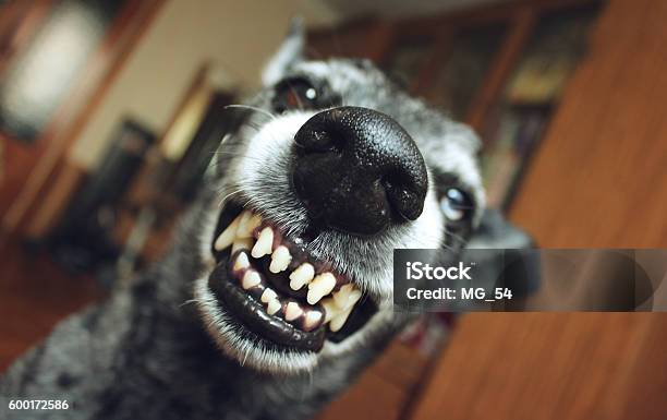 Grey Shepherd Grins In The House Stock Photo - Download Image Now - Dog, Biting, Anger