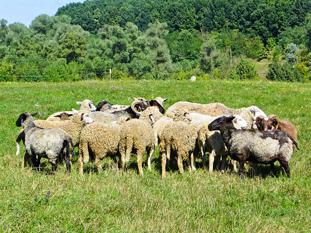 istock Herd of sheep on a meadow 600173448