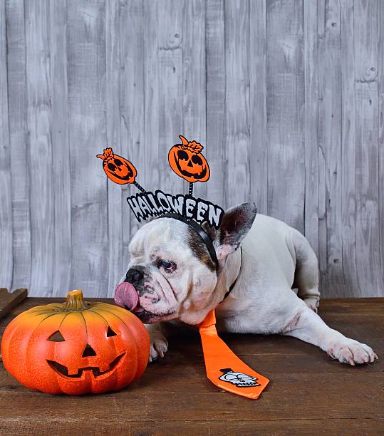 istock French bulldog licking a Halloween pumpkin 600173730