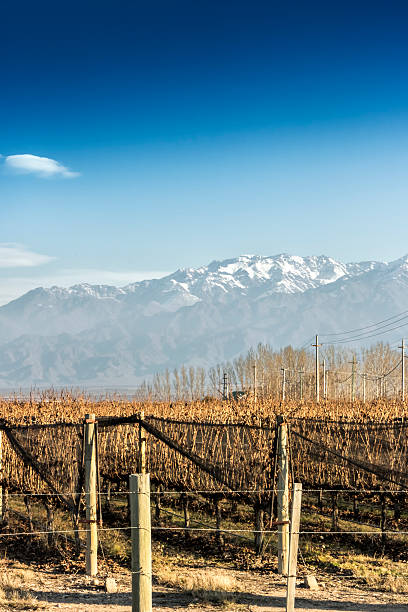 istock Mendoza, vineyards land 600176030