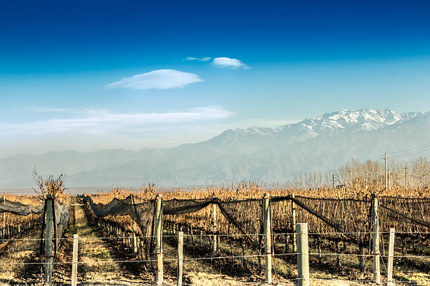 istock Mendoza, vineyards land 600176248