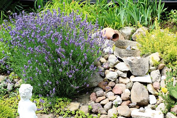 istock Lavandula angustifolia in the rock garden, Germany 600176866