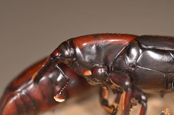istock Red palm weevil head macro with proboscis and antennae 600177930