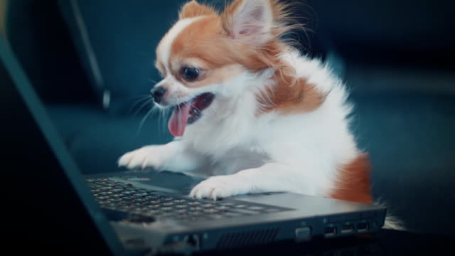 Chihuahua dog playing Laptop