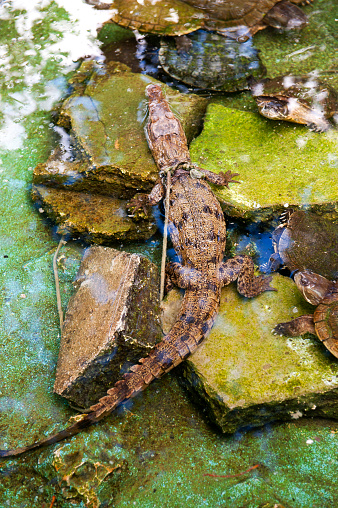 Crocodile and turtle in Cuba