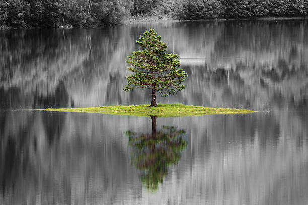 istock Isolated tree on a lake in Norway 600371870