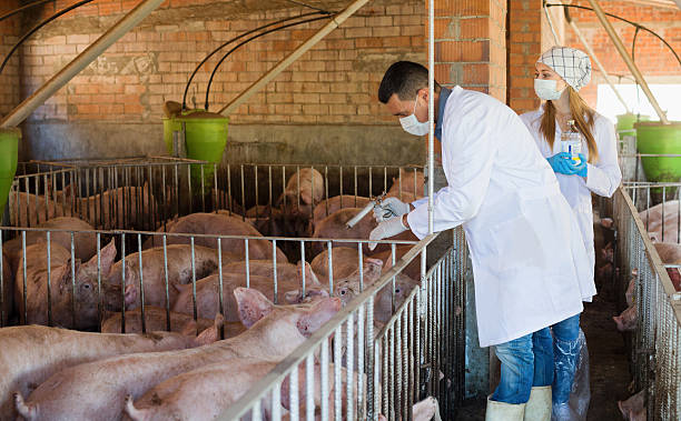 istock Two veterinarians to make injection to pigs 600373000