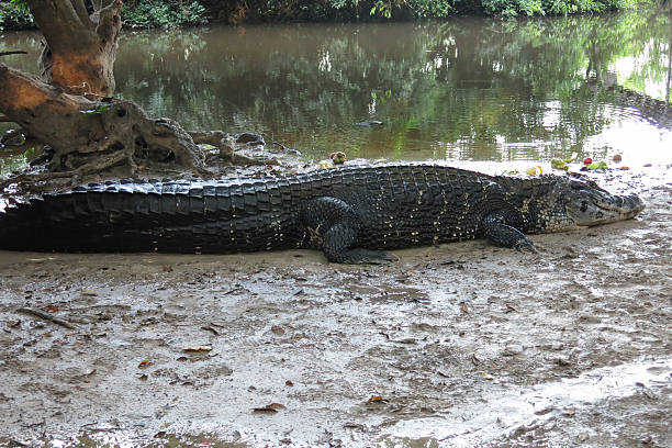 istock Caiman (Caimaninae) at Madidi National Park, Bolivia 600373536