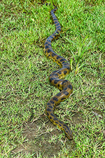 green anakonda (eunectes murinus) - anakonda stock-fotos und bilder