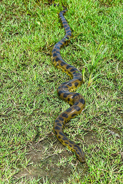 green anakonda (eunectes murinus) - water snake zdjęcia i obrazy z banku zdjęć