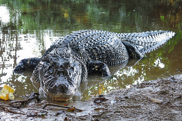 kajman czarny w yacuma national park, boliwia - american alligator zdjęcia i obrazy z banku zdjęć