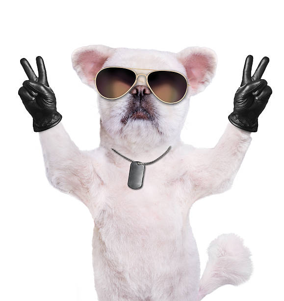 istock Dog with peace fingers in black leather. 600376170