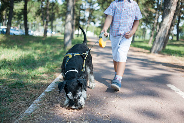 маленький мальчик гуляет со своей собакой - dog walking child little boys стоковые фото и изображения