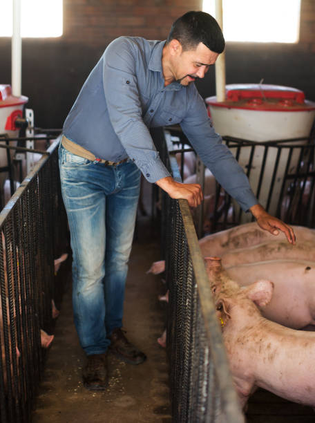 istock Man farmer standing in pigsty 600376614