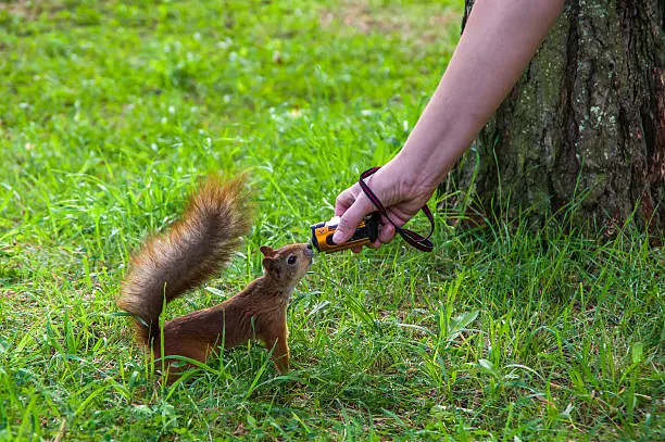 squirrel would consider the action-camera in the hands of man