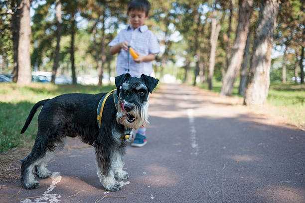 маленький мальчик гуляет со своей собакой - dog walking child little boys стоковые фото и изображения