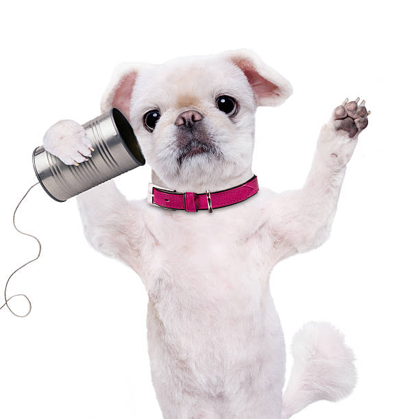 istock Dog on the phone with a can. 600377328