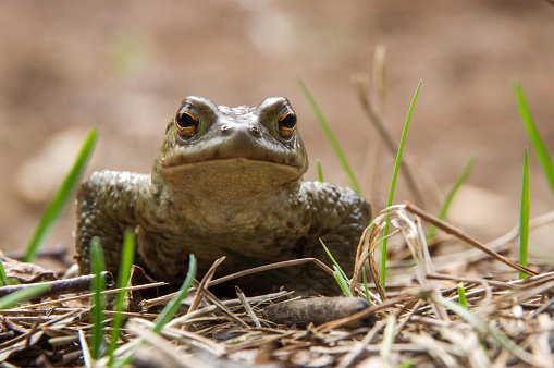 green frog sitting in the dry grass