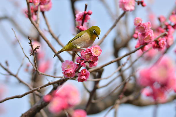 istock Plum flowers and Japanese white-eye 600378804