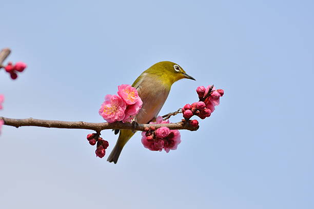 istock Plum flowers and Japanese white-eye 600378936