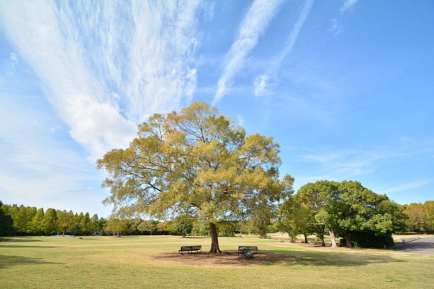 istock Landscape of the park 600380252